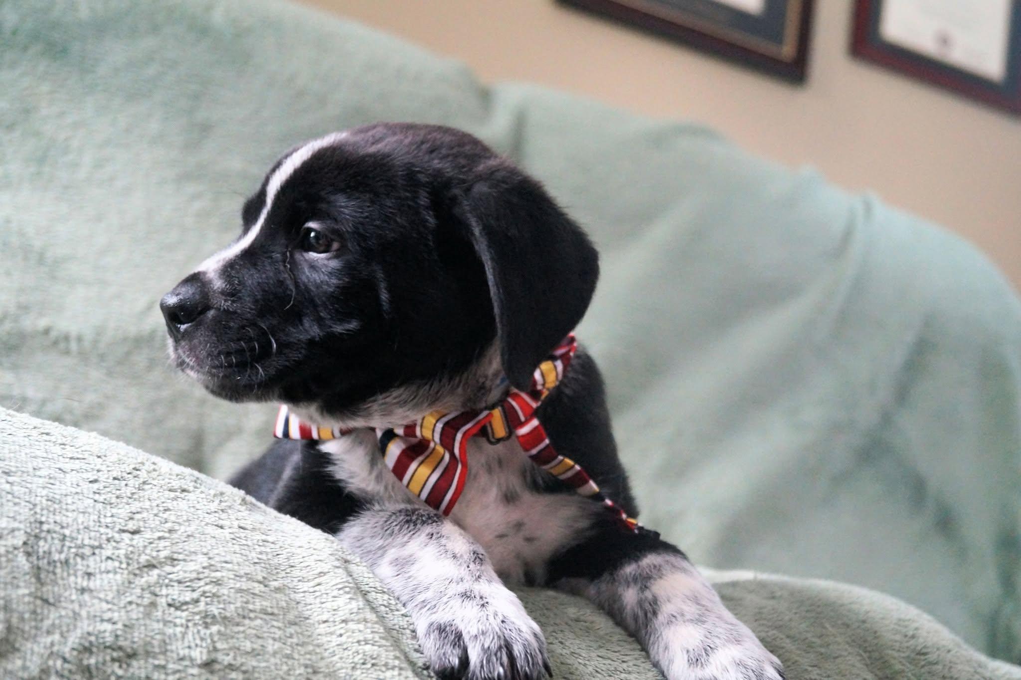Enlarge Par, an adopted mixed breed in Medina, OH image 3/5