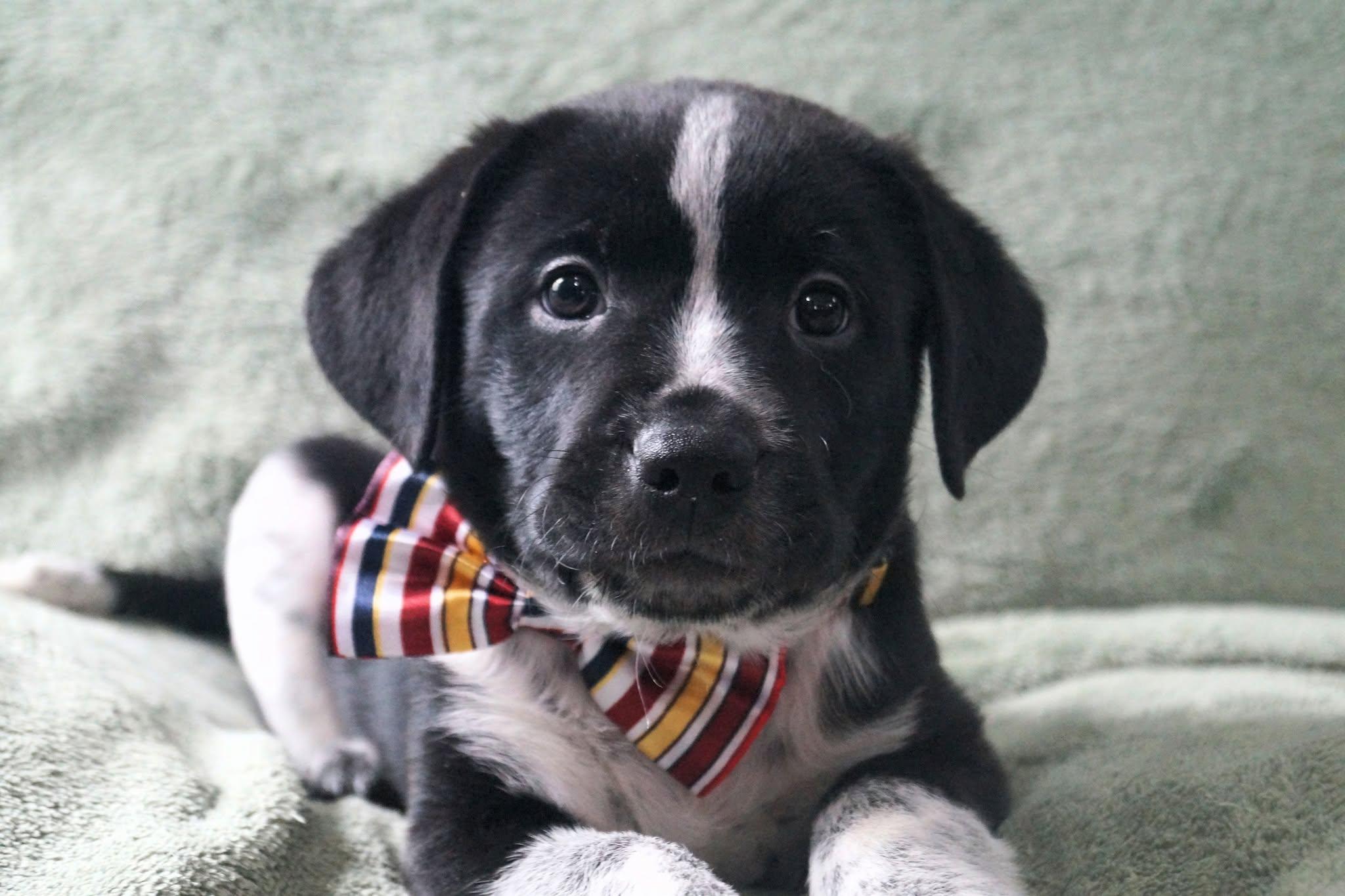 Par, adopted, Puppy Male Black Labrador Retriever & German Shepherd Dog.