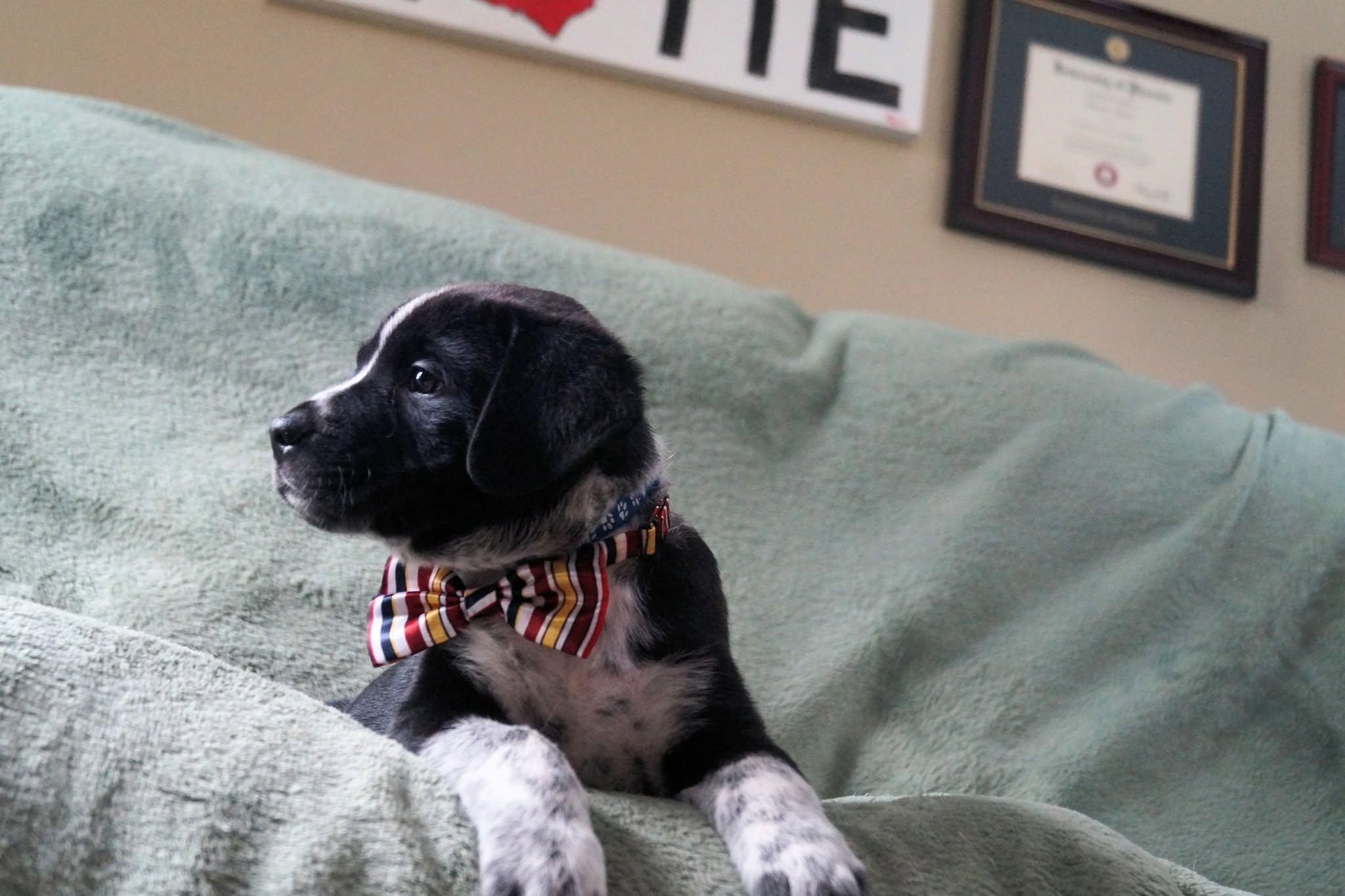 Enlarge Par, an adopted mixed breed in Medina, OH image 5/5