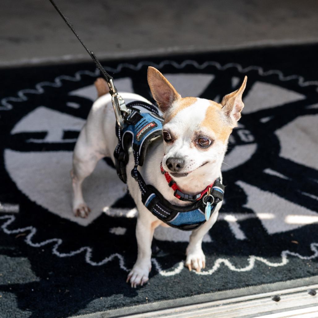 Pepper Spice Boy, Adoptable, Senior Male Chihuahua.