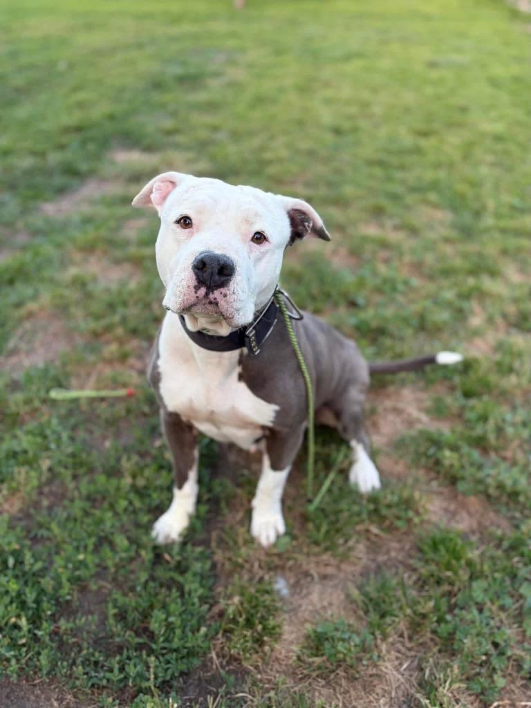 26Marshmallow, ADOPTABLE, Adult Female Pit Bull Terrier.