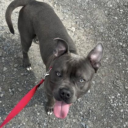 Bowdy, Adult Male American Bully