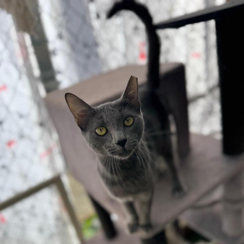 Gemma Lee_Str-112525, Adoptable, Young Female Russian Blue & Domestic Short Hair.