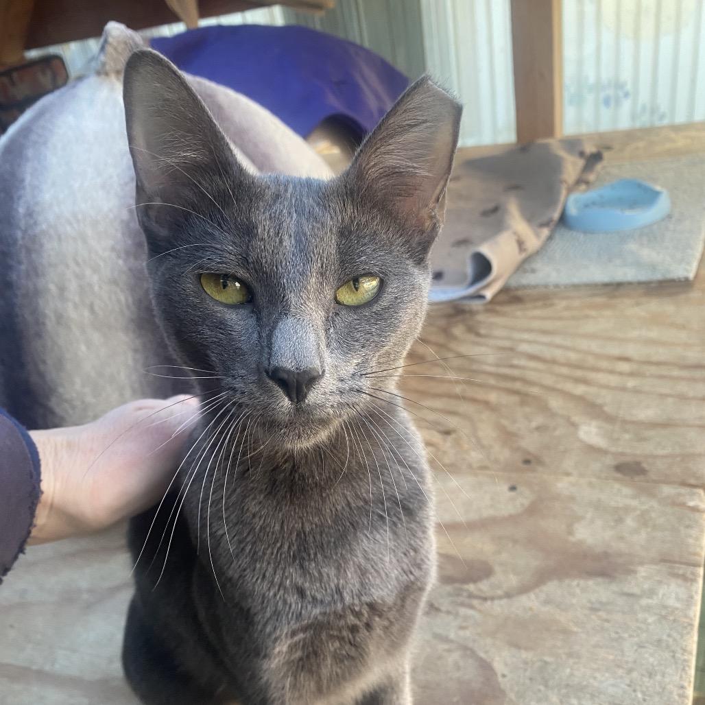 Gemma Lee- JELP-Stray-4003, Adoptable, Kitten Female Russian Blue & Domestic Short Hair.