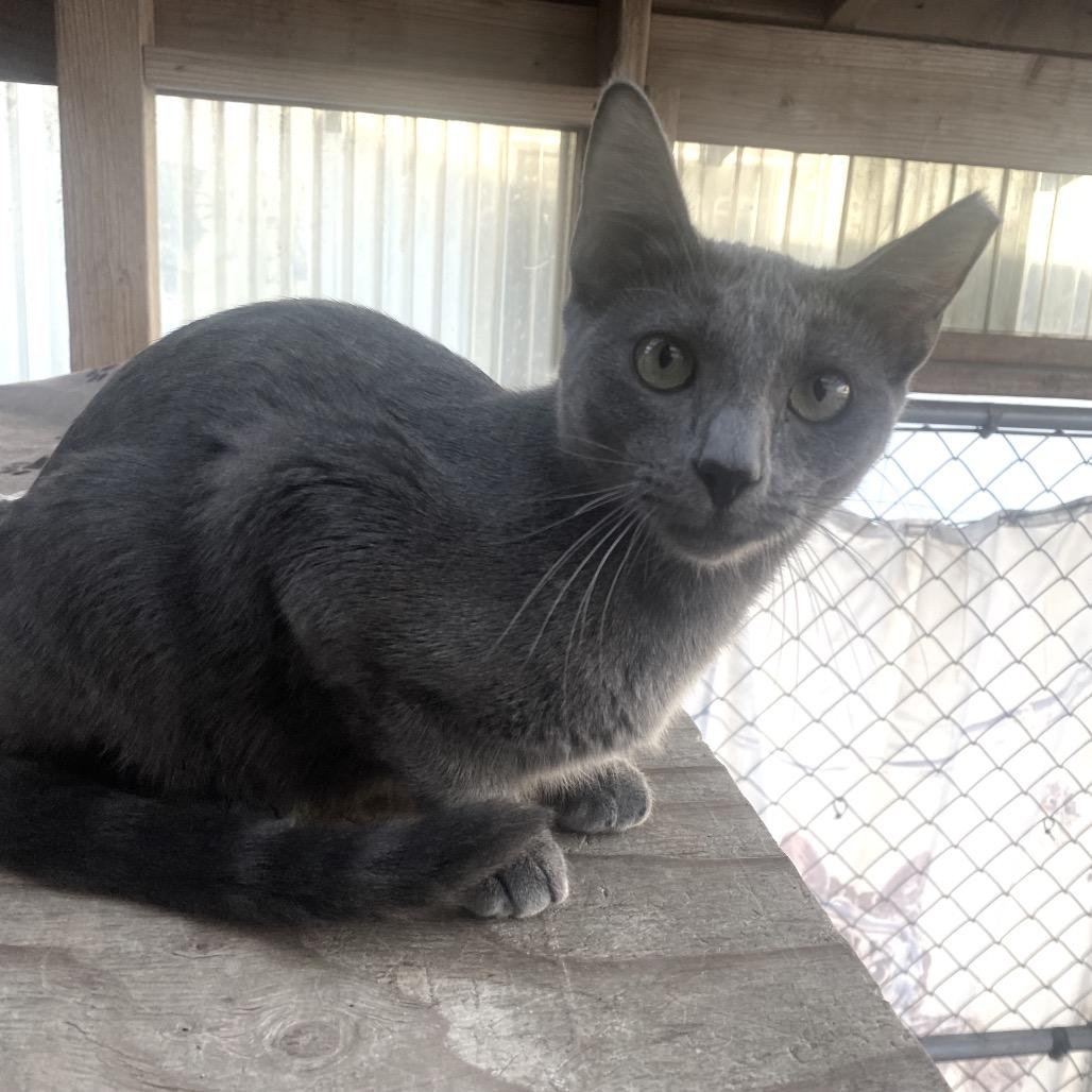 Gemma Lee- JELP-Stray-4003, a Adoptable mixed breed in San Pablo, CA image 2/6