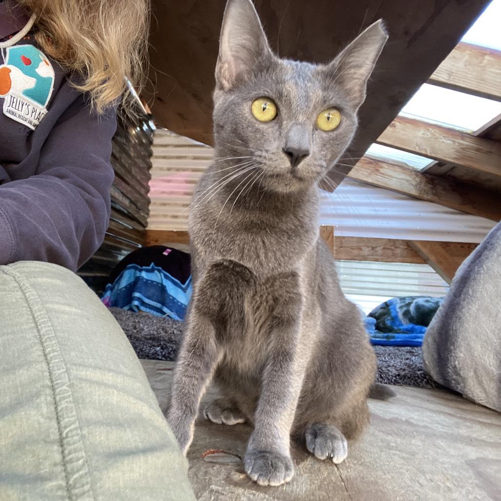 Gemma Lee- JELP-Stray-4003, a Adoptable mixed breed in San Pablo, CA image 3/6