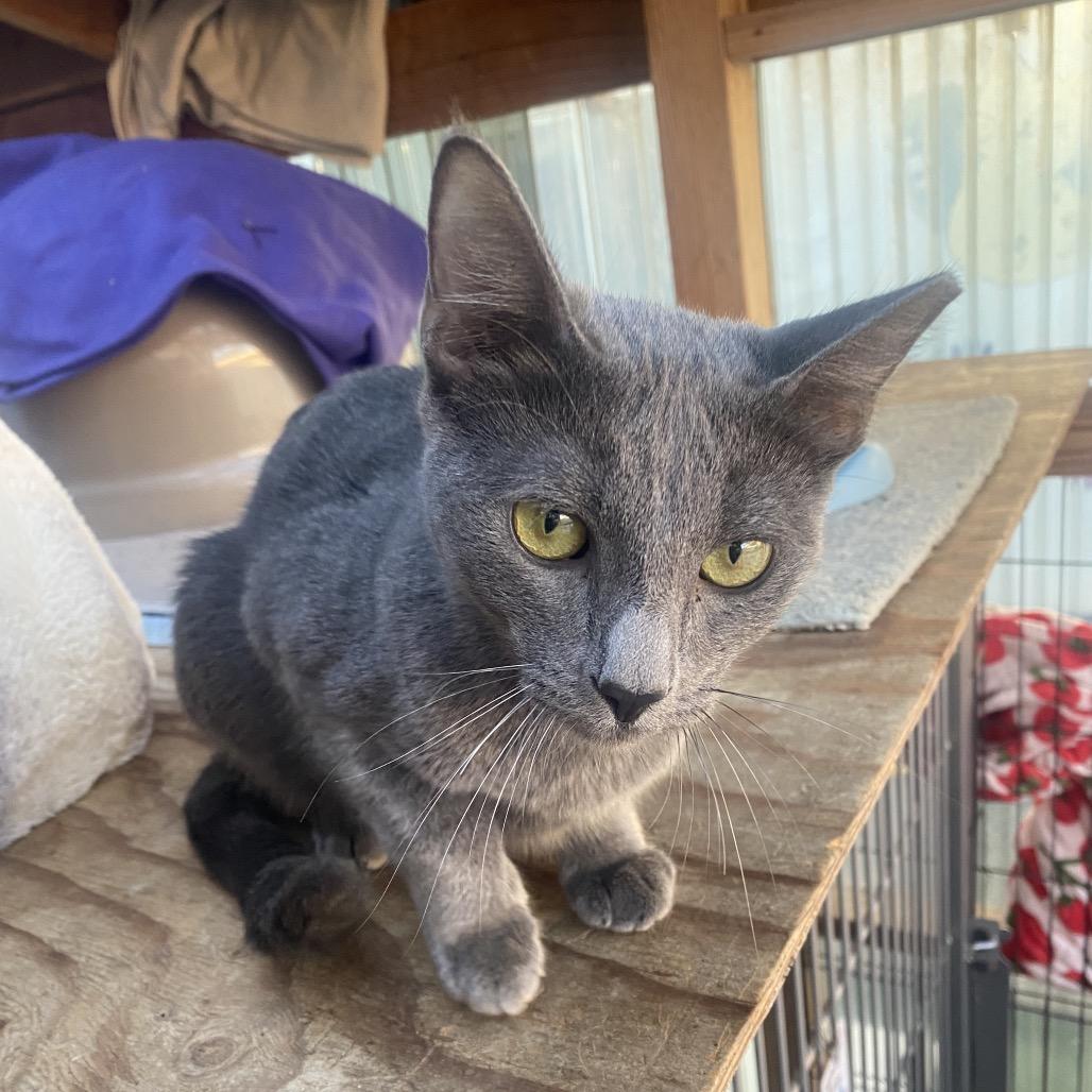 Gemma Lee- JELP-Stray-4003, a Adoptable mixed breed in San Pablo, CA image 4/6