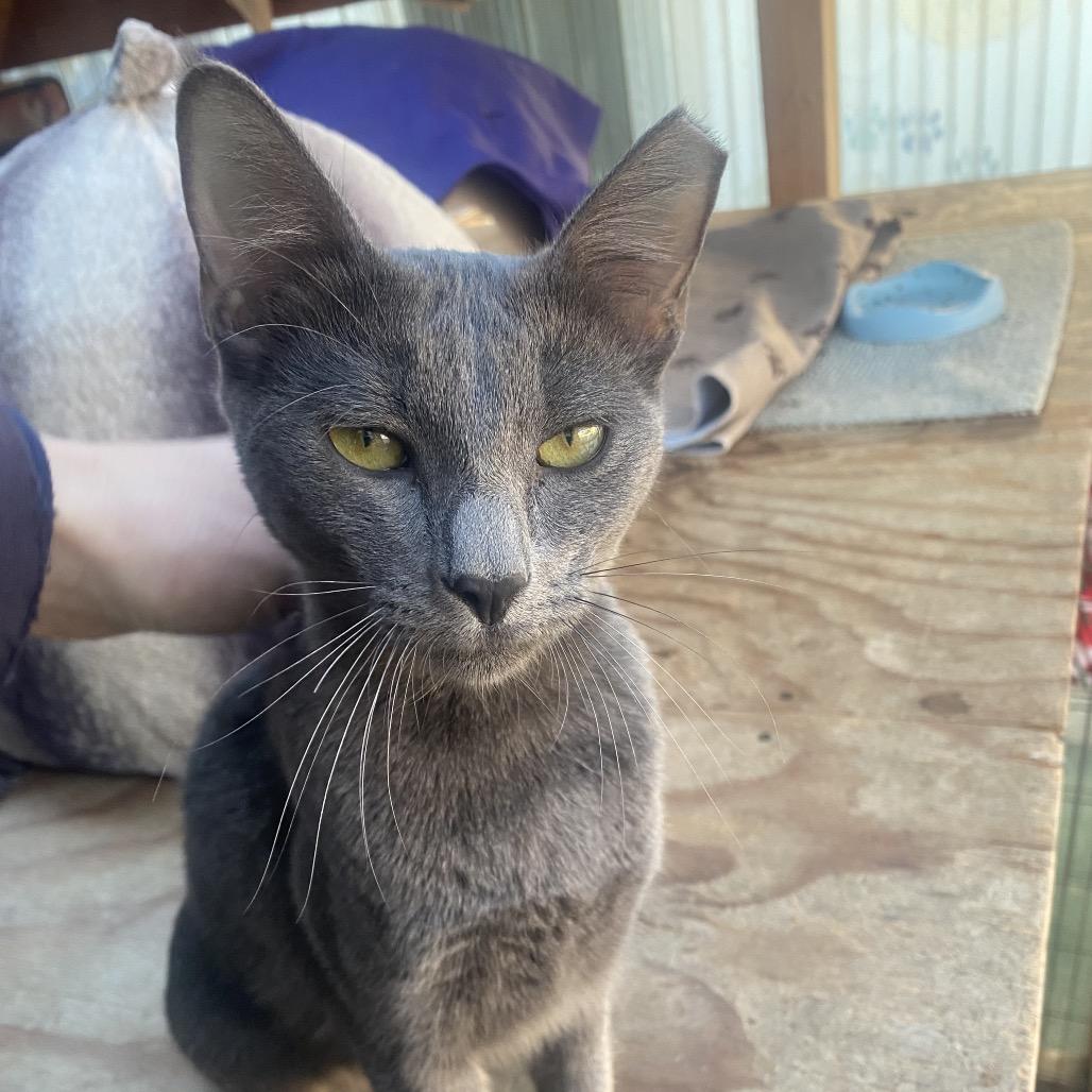 Gemma Lee- JELP-Stray-4003, a Adoptable mixed breed in San Pablo, CA image 5/6