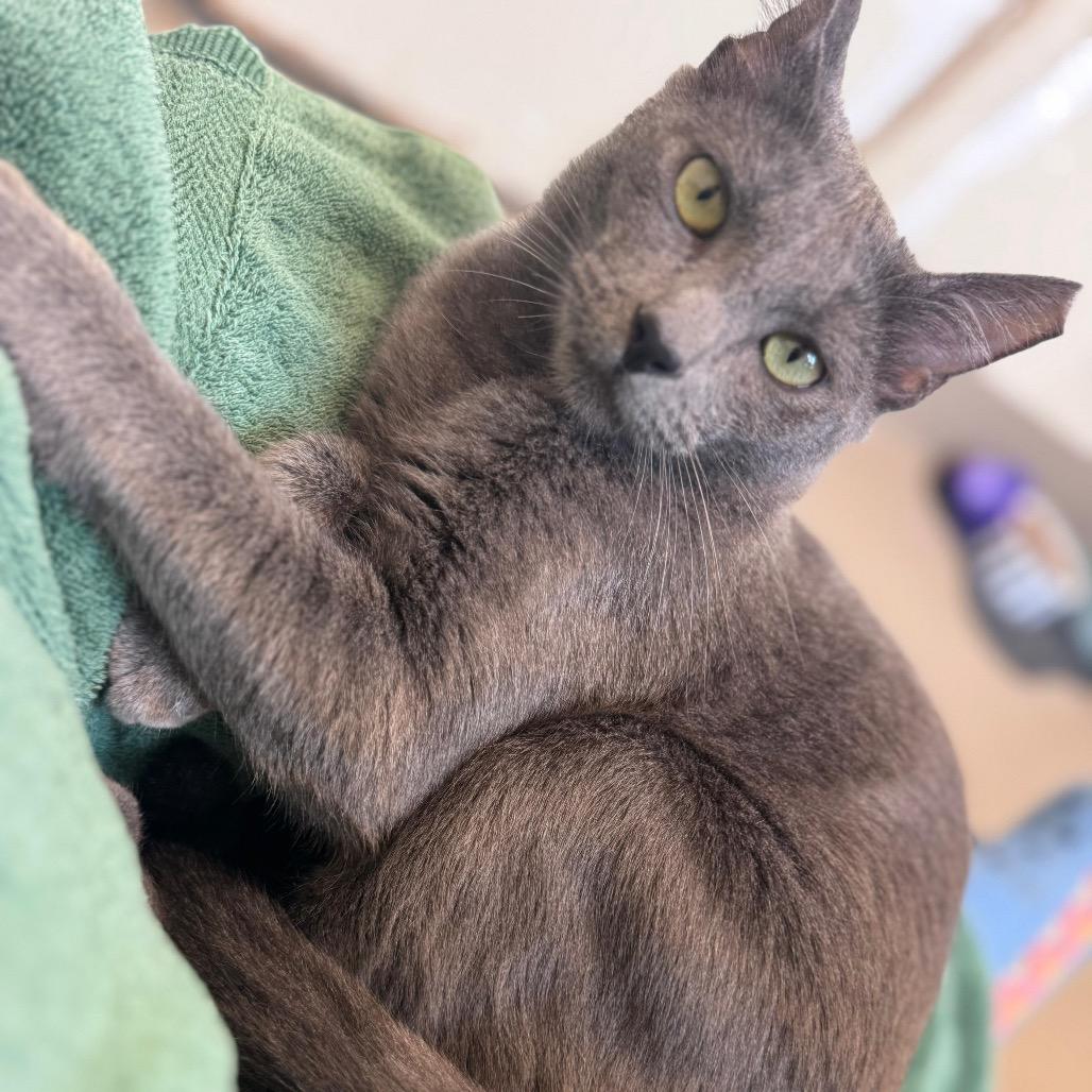 Enlarge Gemma Lee, a Adoptable mixed breed in San Pablo, CA image 5/6