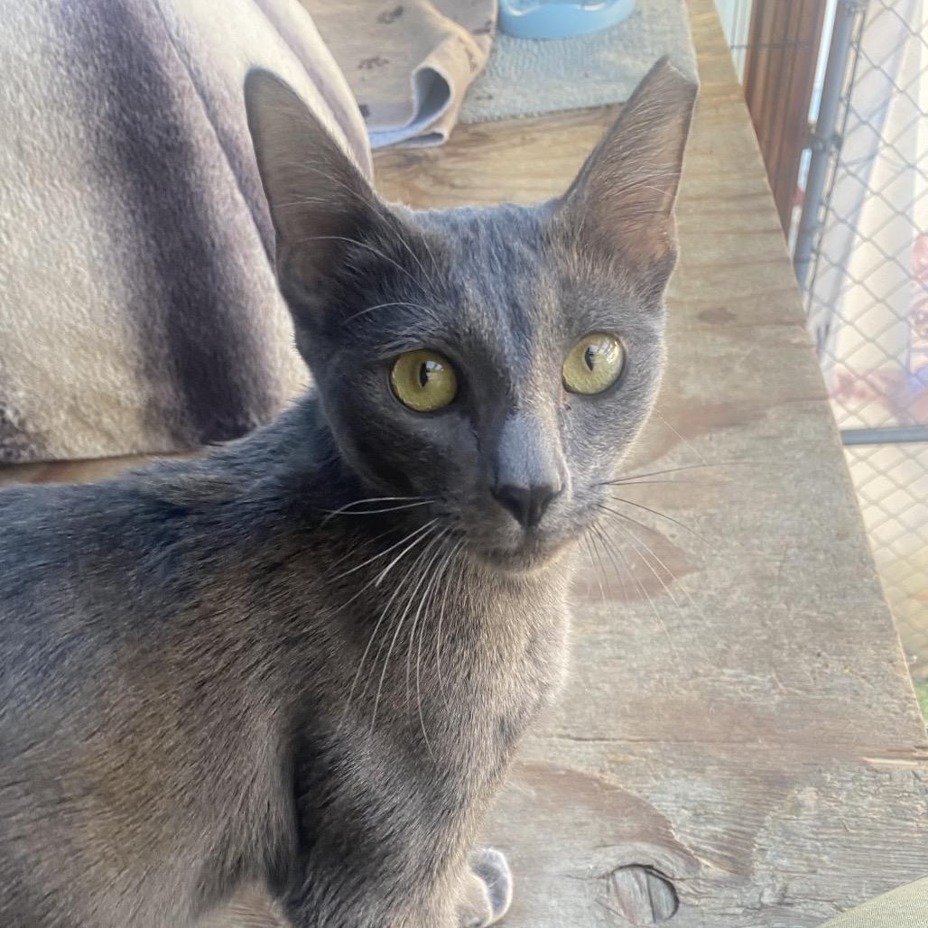 Gemma Lee- JELP-Stray-4003, a Adoptable mixed breed in San Pablo, CA image 6/6