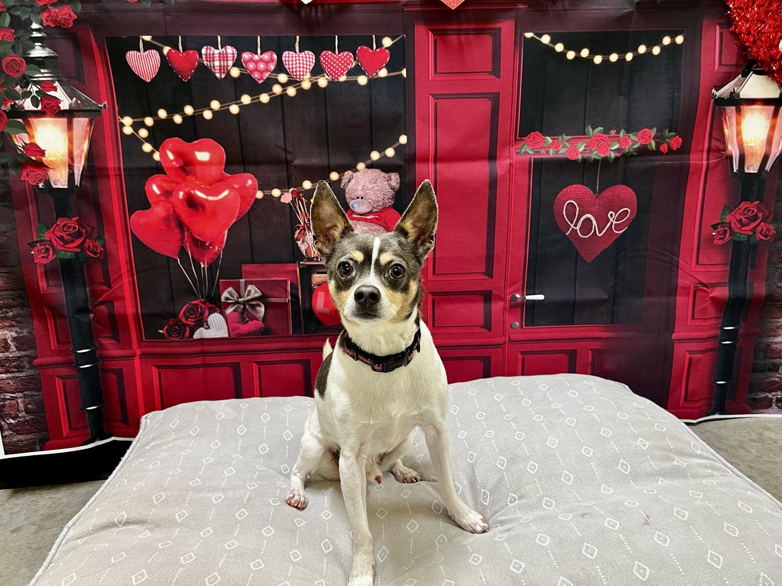 Enlarge Mooshu (Please Read My Story), a Adoptable mixed breed in Sanford, NC image 1/3