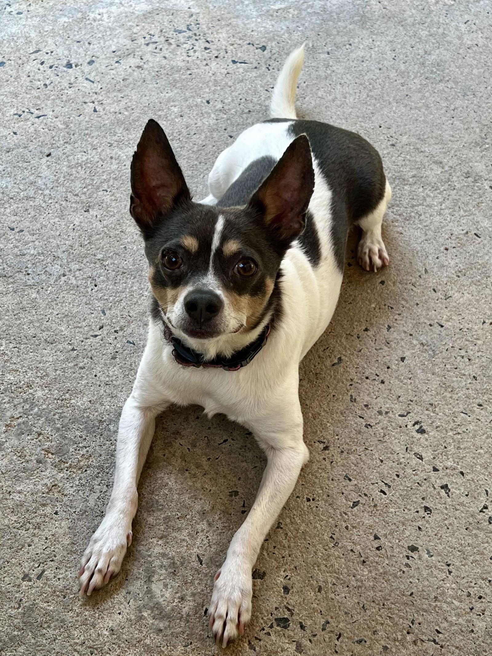 Mooshu (Please Read My Story), Adoptable, Senior Male Rat Terrier & Chihuahua.