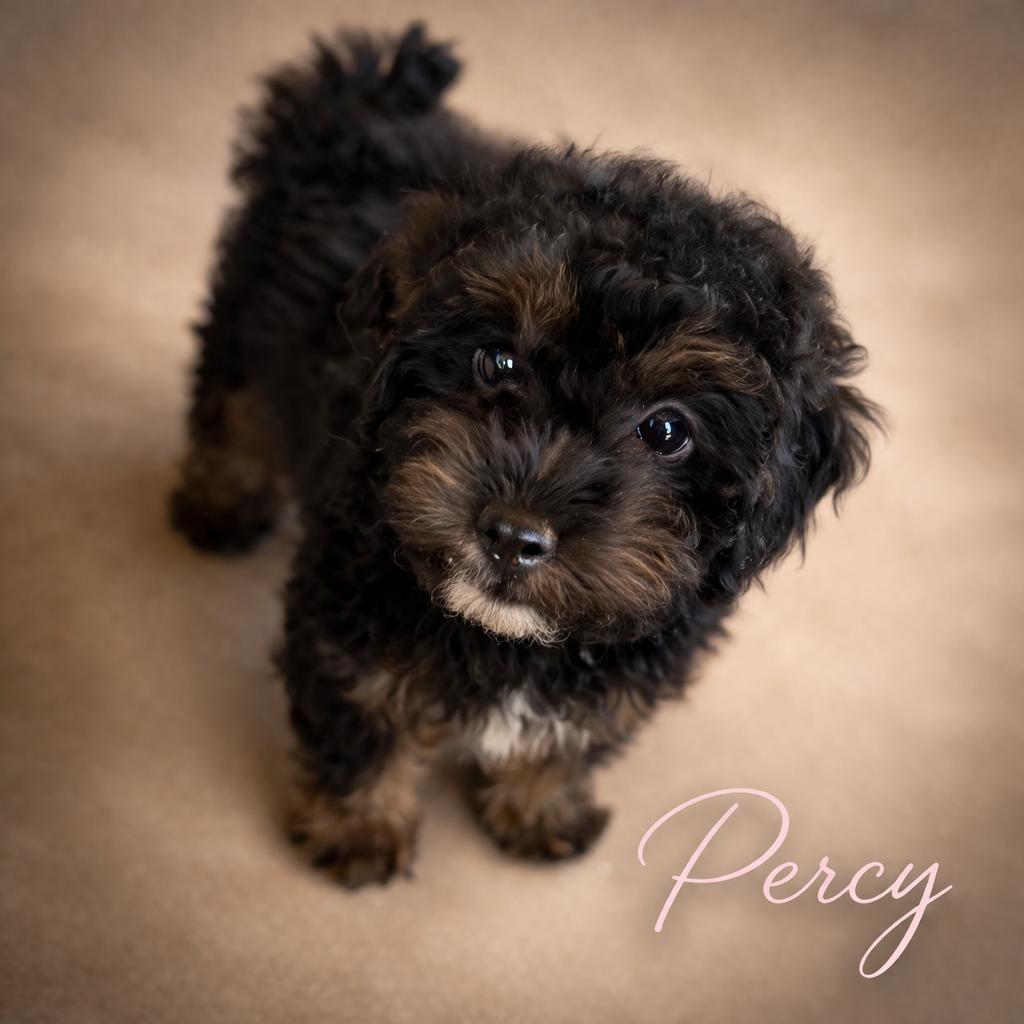 Enlarge Percy, a Adoptable Poodle in Phoenix, AZ image 3/4