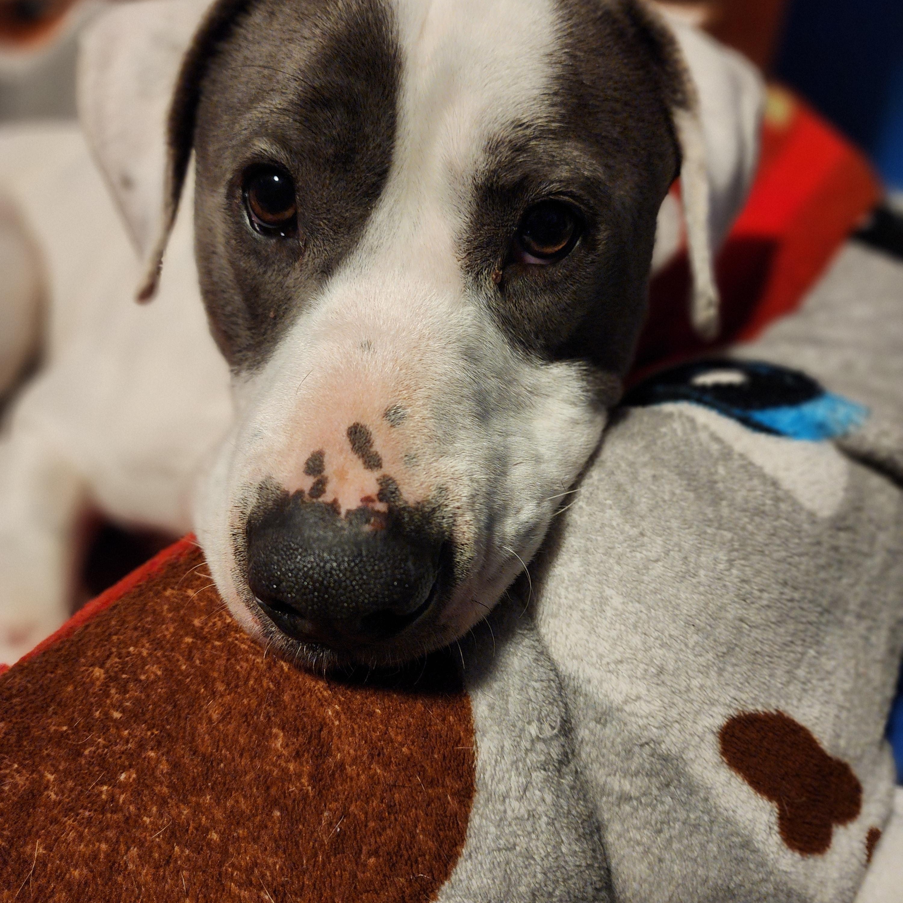 Enlarge Eddie, a ADOPTABLE Mixed Breed in Racine, WI image 2/5
