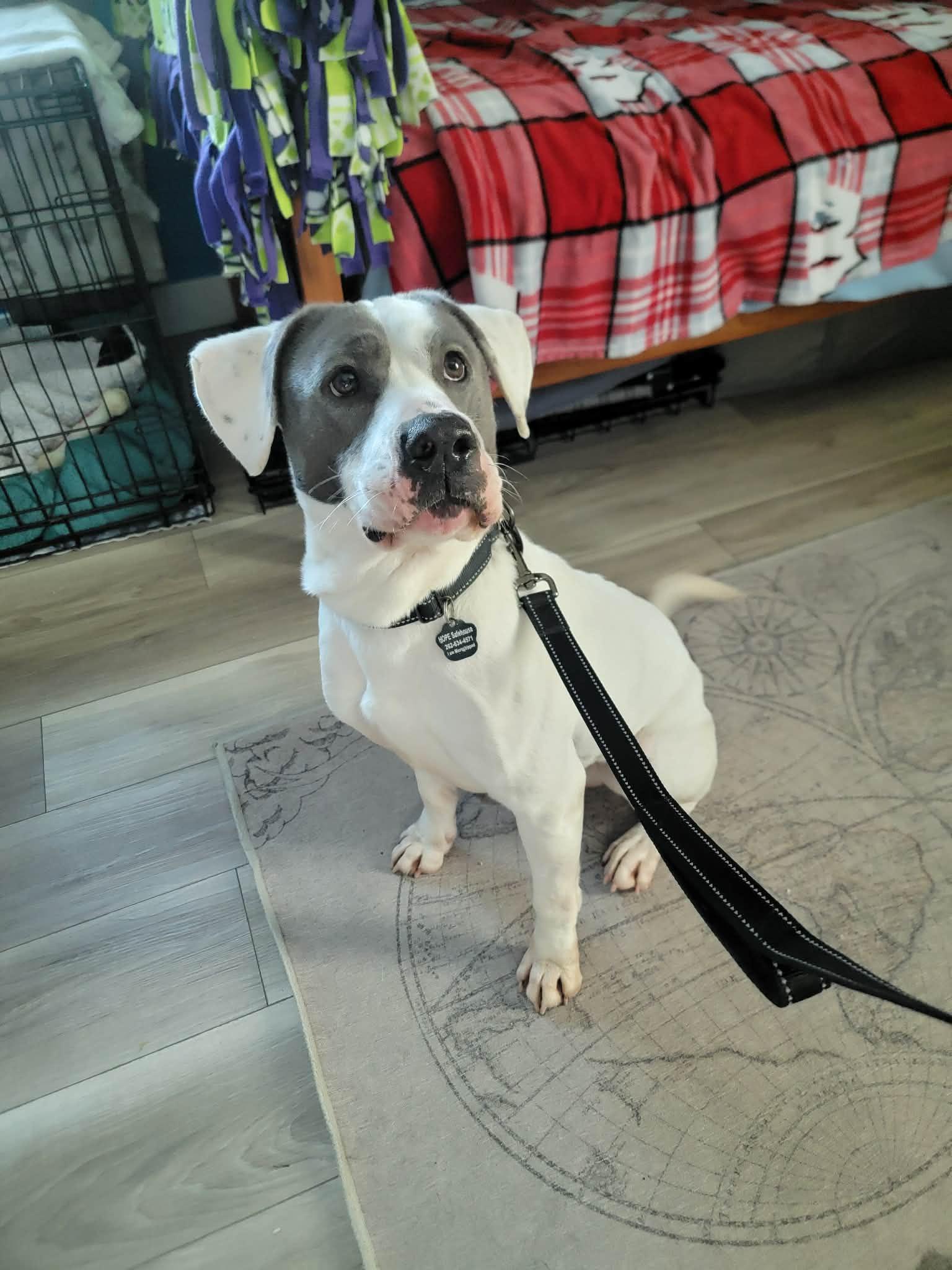 Eddie, ADOPTABLE, Adult Male Mixed Breed.