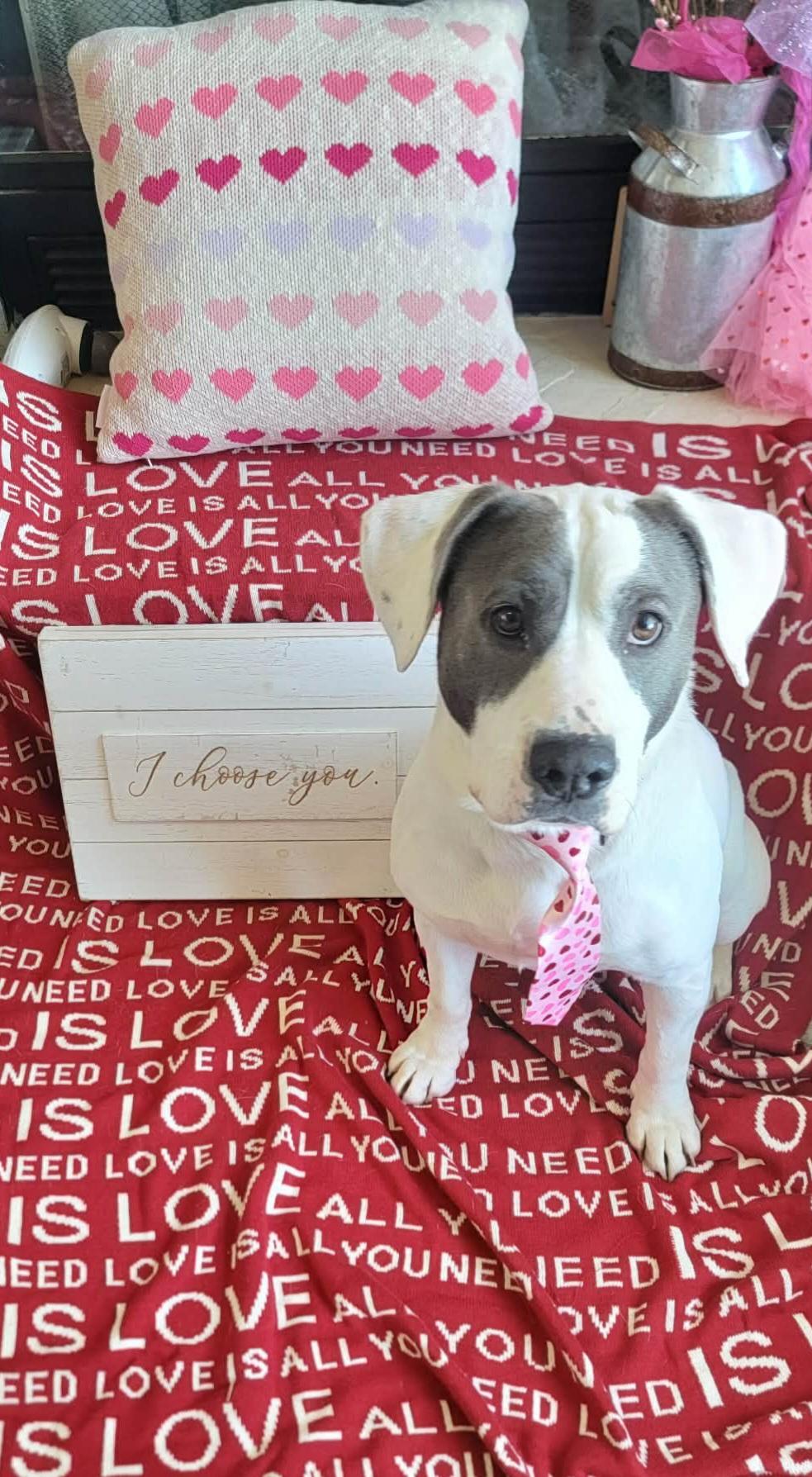 Enlarge Eddie, a ADOPTABLE mixed breed in Racine, WI image 1/6