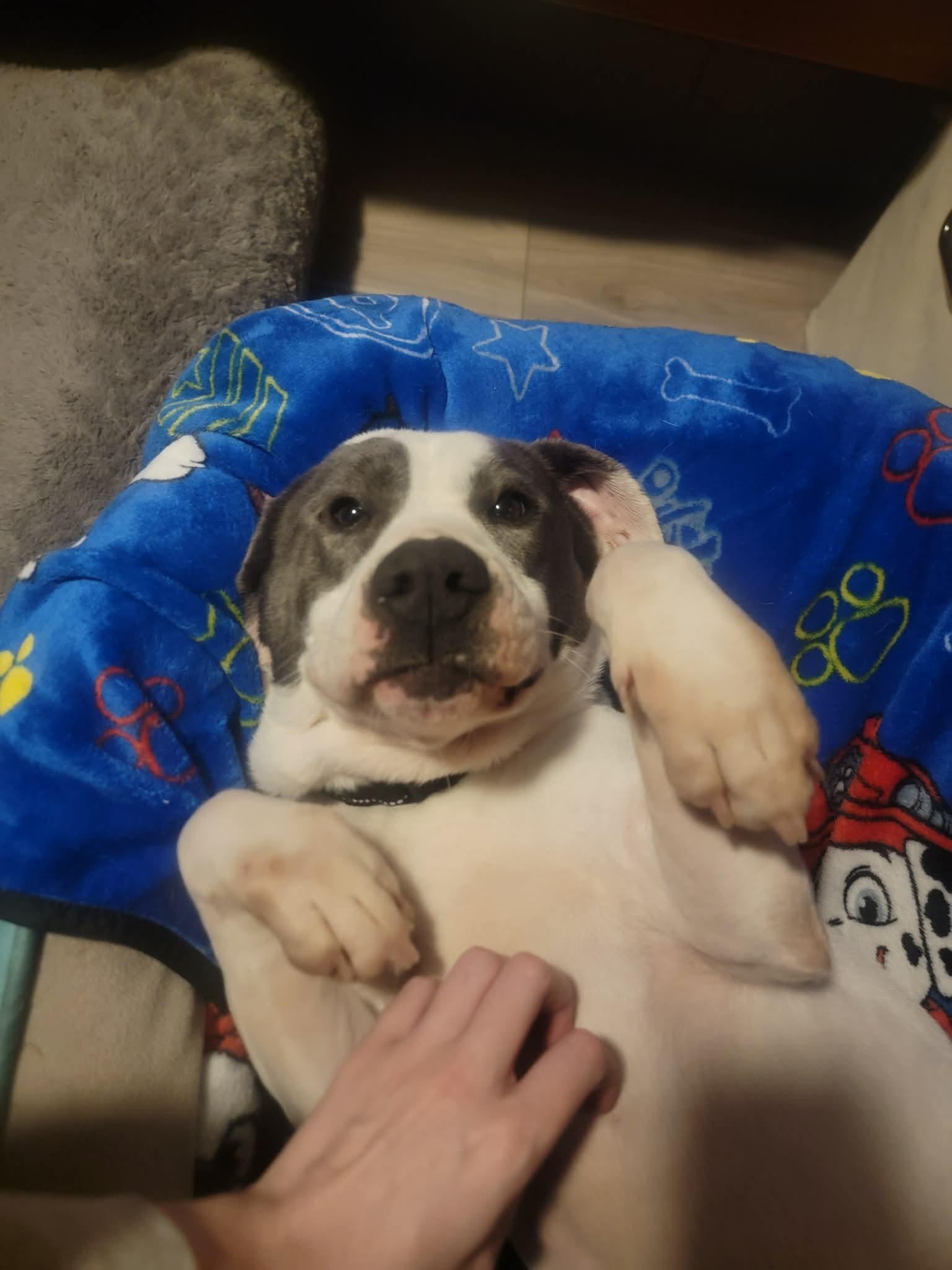 Enlarge Eddie, a ADOPTABLE Mixed Breed in Racine, WI image 4/5