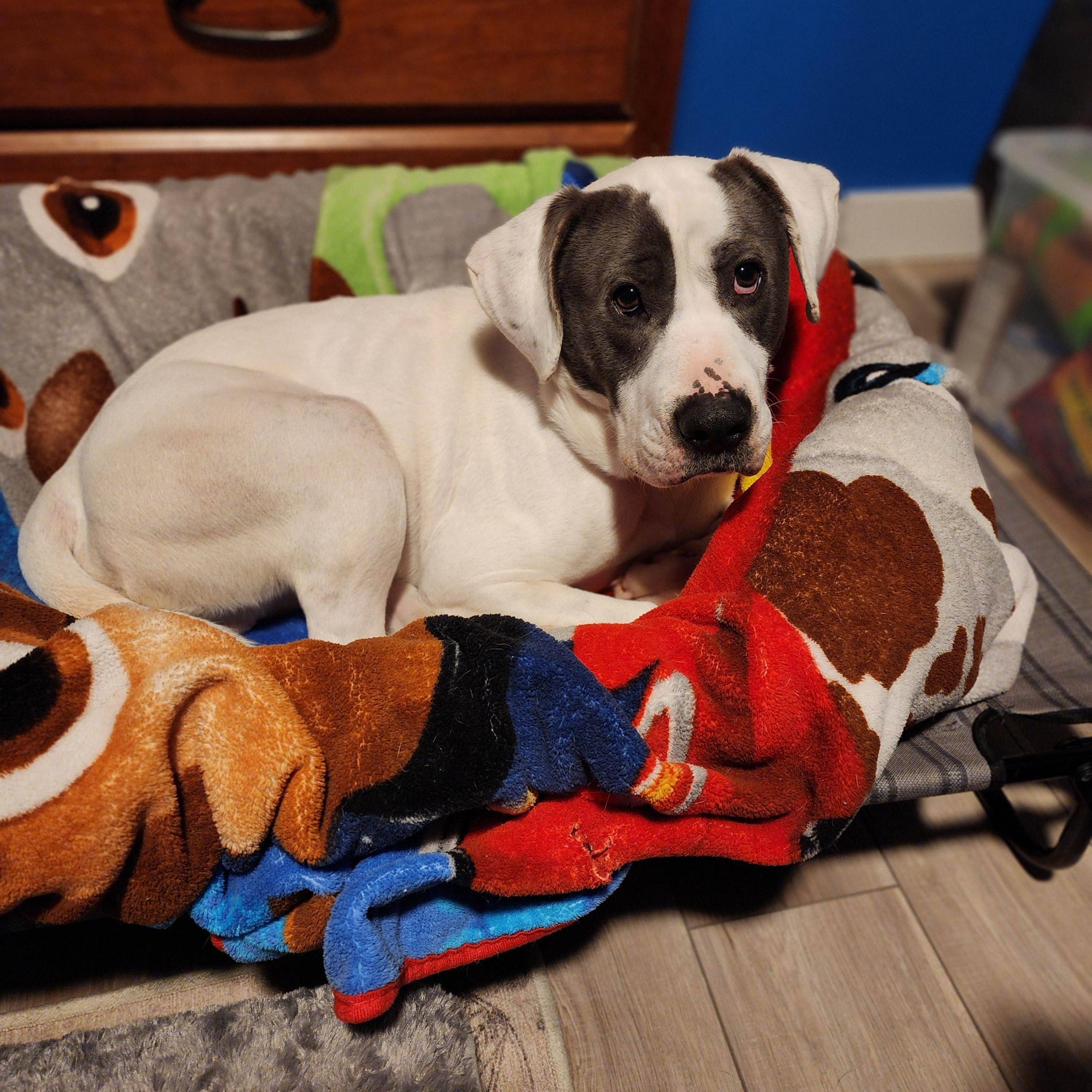 Enlarge Eddie, a ADOPTABLE Mixed Breed in Racine, WI image 5/5