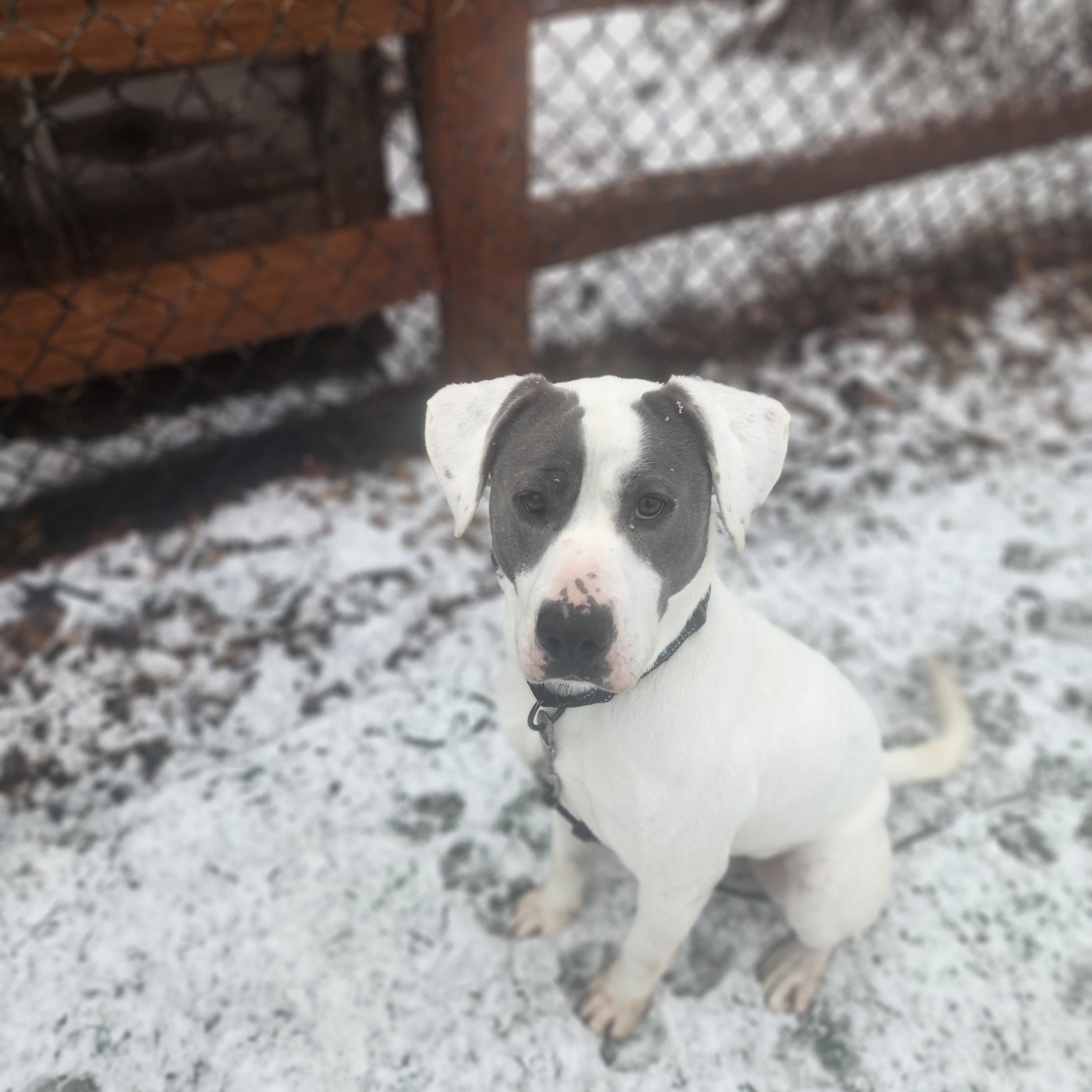 Enlarge Eddie, a ADOPTABLE Mixed Breed in Racine, WI image 3/5