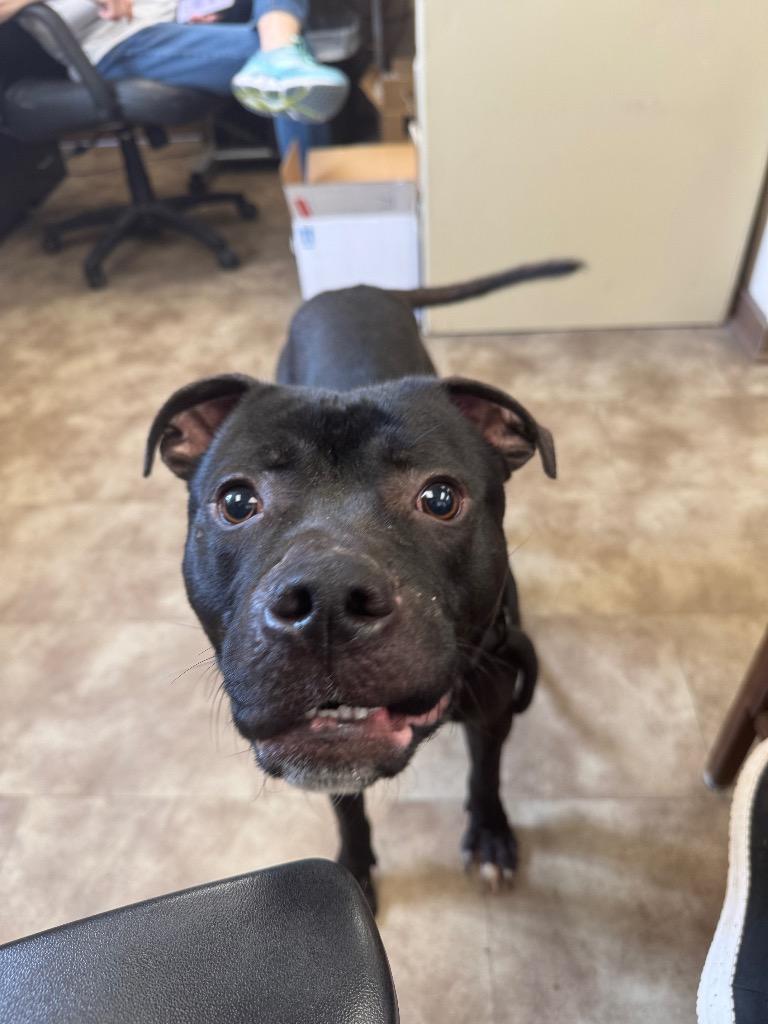 Howley Mandel, Adoptable, Young Male Pit Bull Terrier.