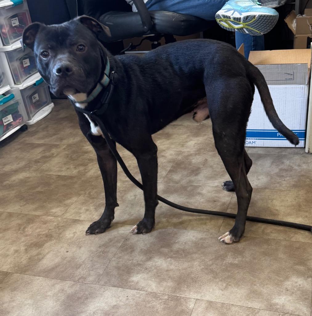 Enlarge Howley Mandel, a Adoptable Pit Bull Terrier in Springfield, OH image 2/2