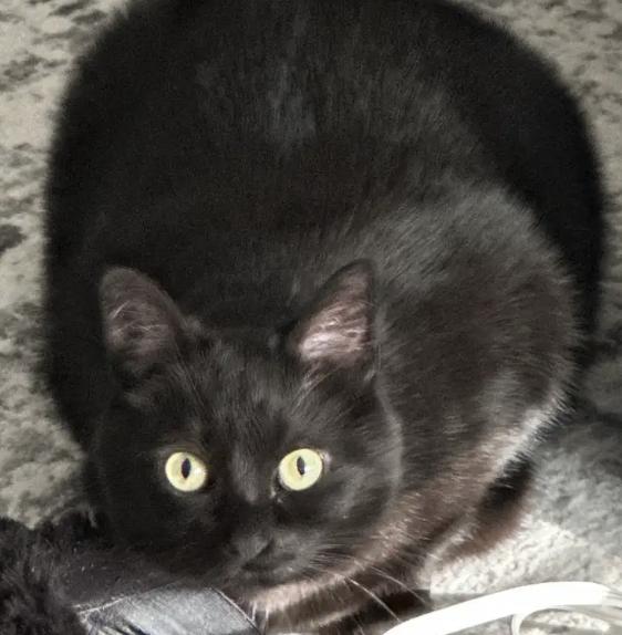Enlarge Ebony, a Adoptable Domestic Short Hair in Cincinnati, OH image 2/2