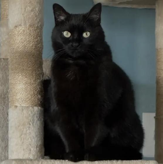 Ebony, Adoptable, Adult Female Domestic Short Hair.