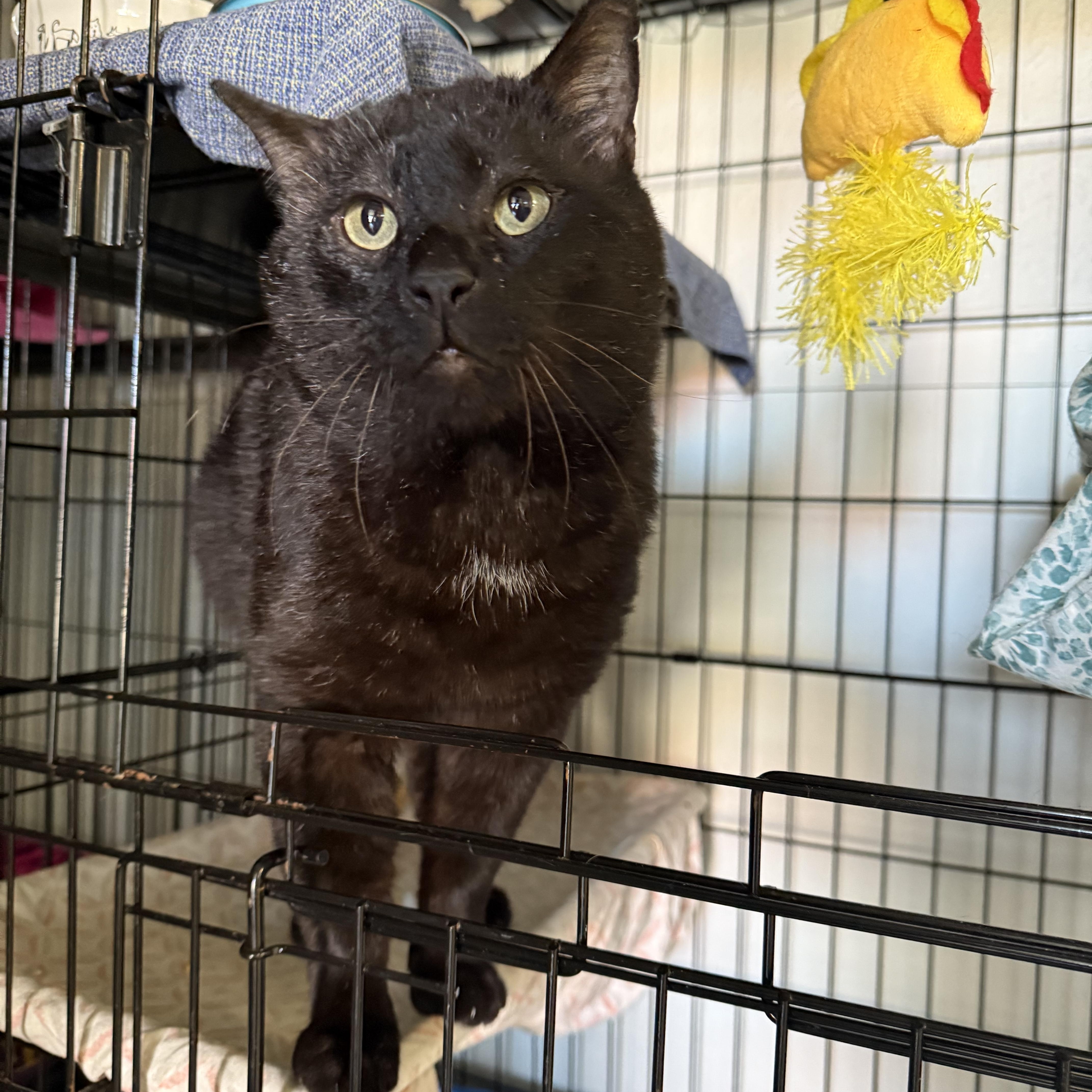 Loki, ADOPTABLE, Adult Male Domestic Short Hair.
