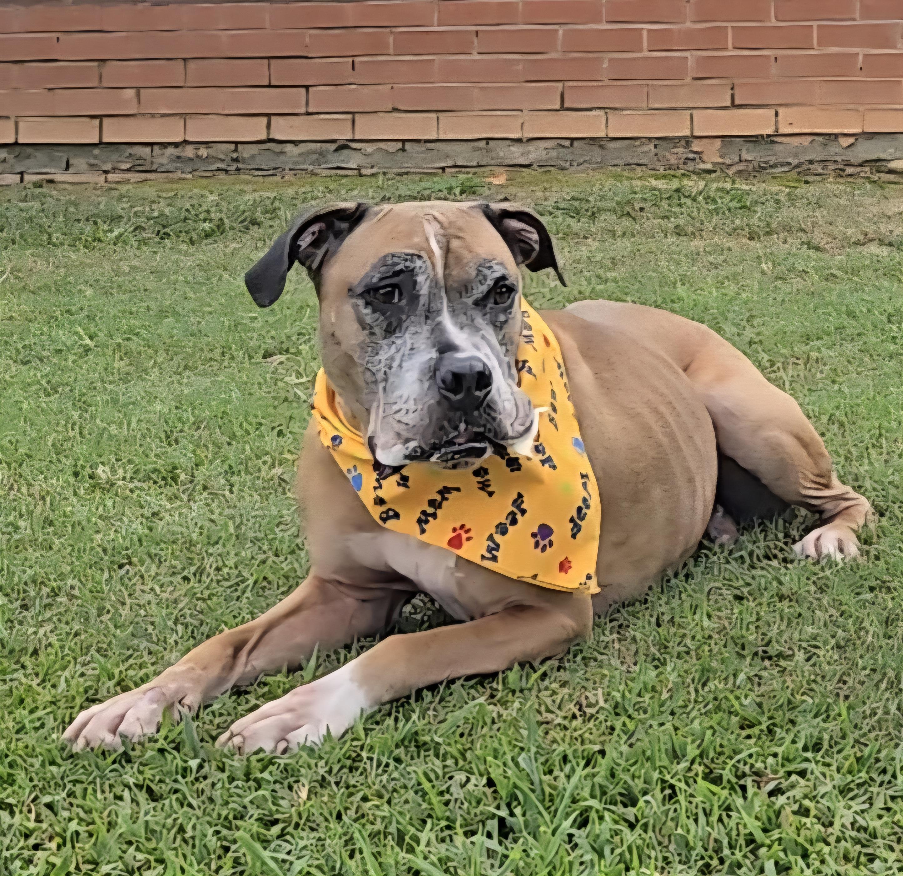 Bruiser, Adoptable, Adult Male Boxer.