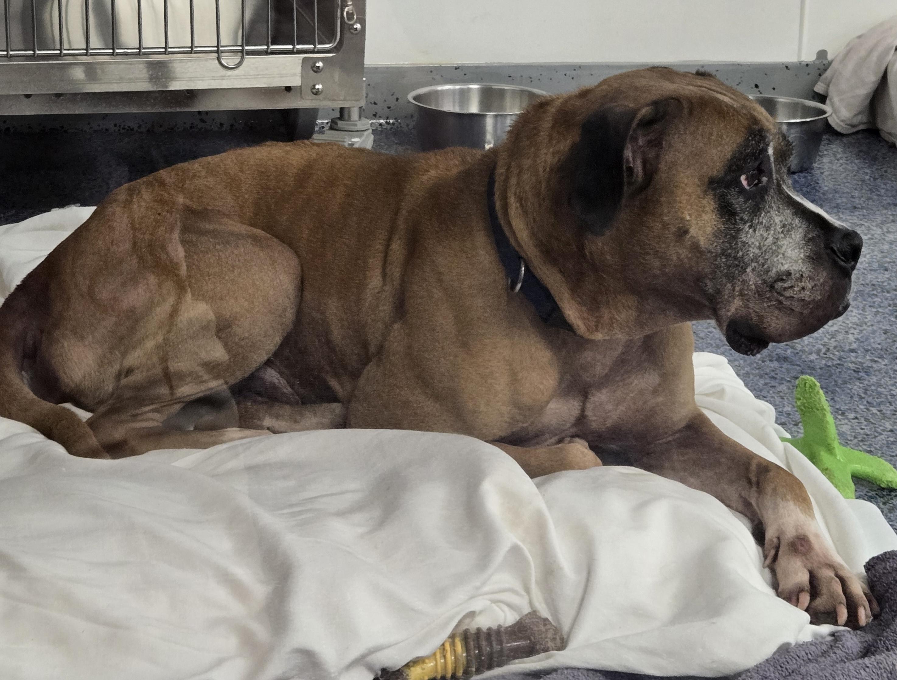 Bruiser, a Adoptable Boxer in Covington, GA image 3/4