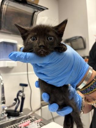 Troy (Grey Band), Adoptable, Kitten Male Domestic Short Hair & Domestic Short Hair.