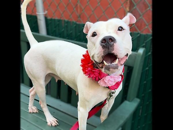 Elma — thumbnail 2