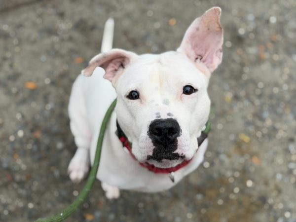 Elma — thumbnail 3