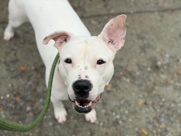 Elma — thumbnail 4