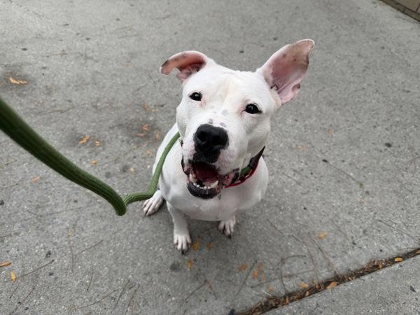 Elma — thumbnail 5