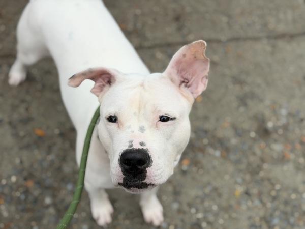 Elma — thumbnail 6