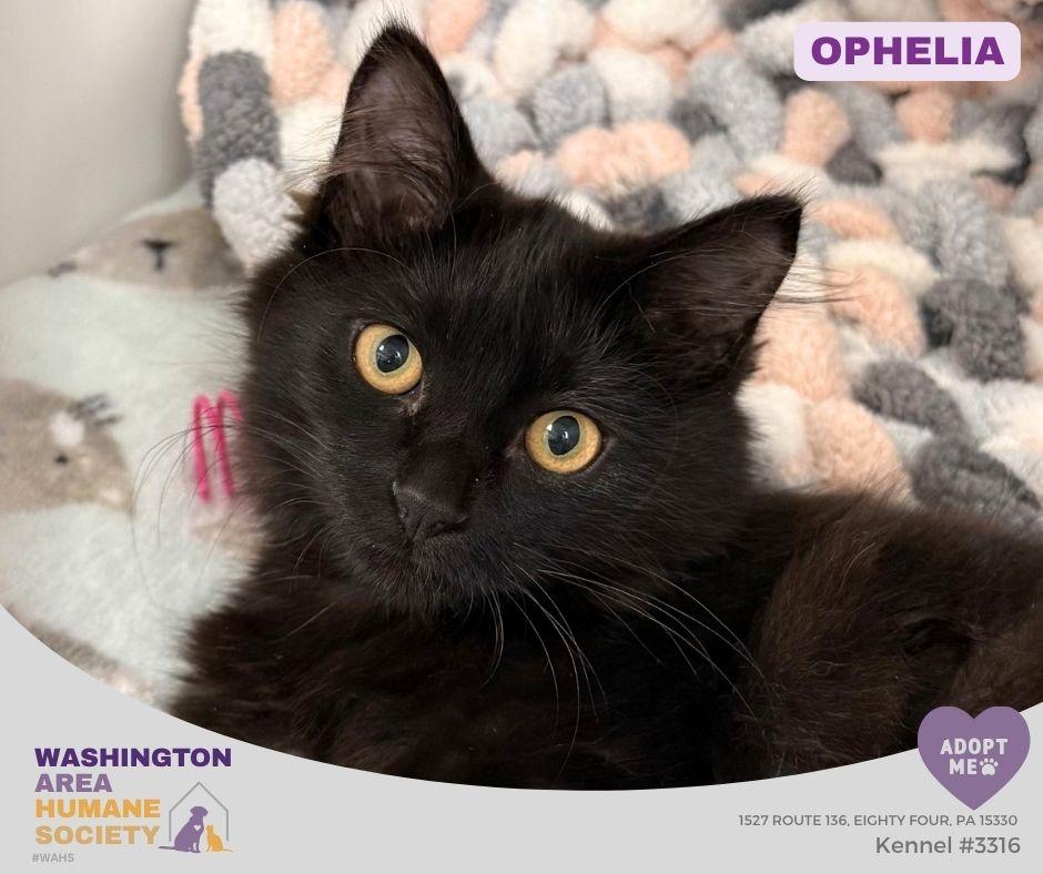 Ophelia photo