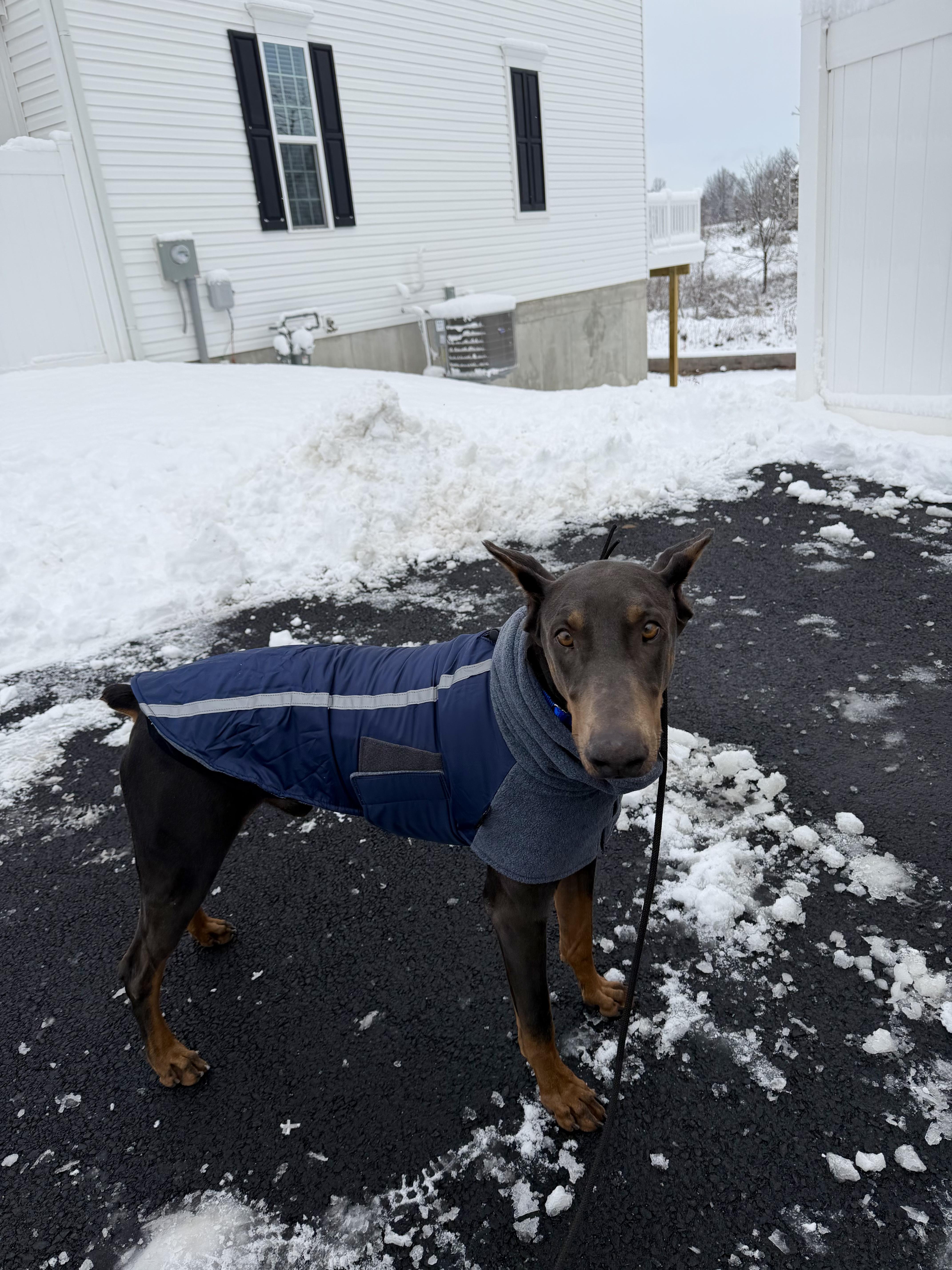 Enlarge Remi, a ADOPTABLE Doberman Pinscher in Medford, NJ image 4/5