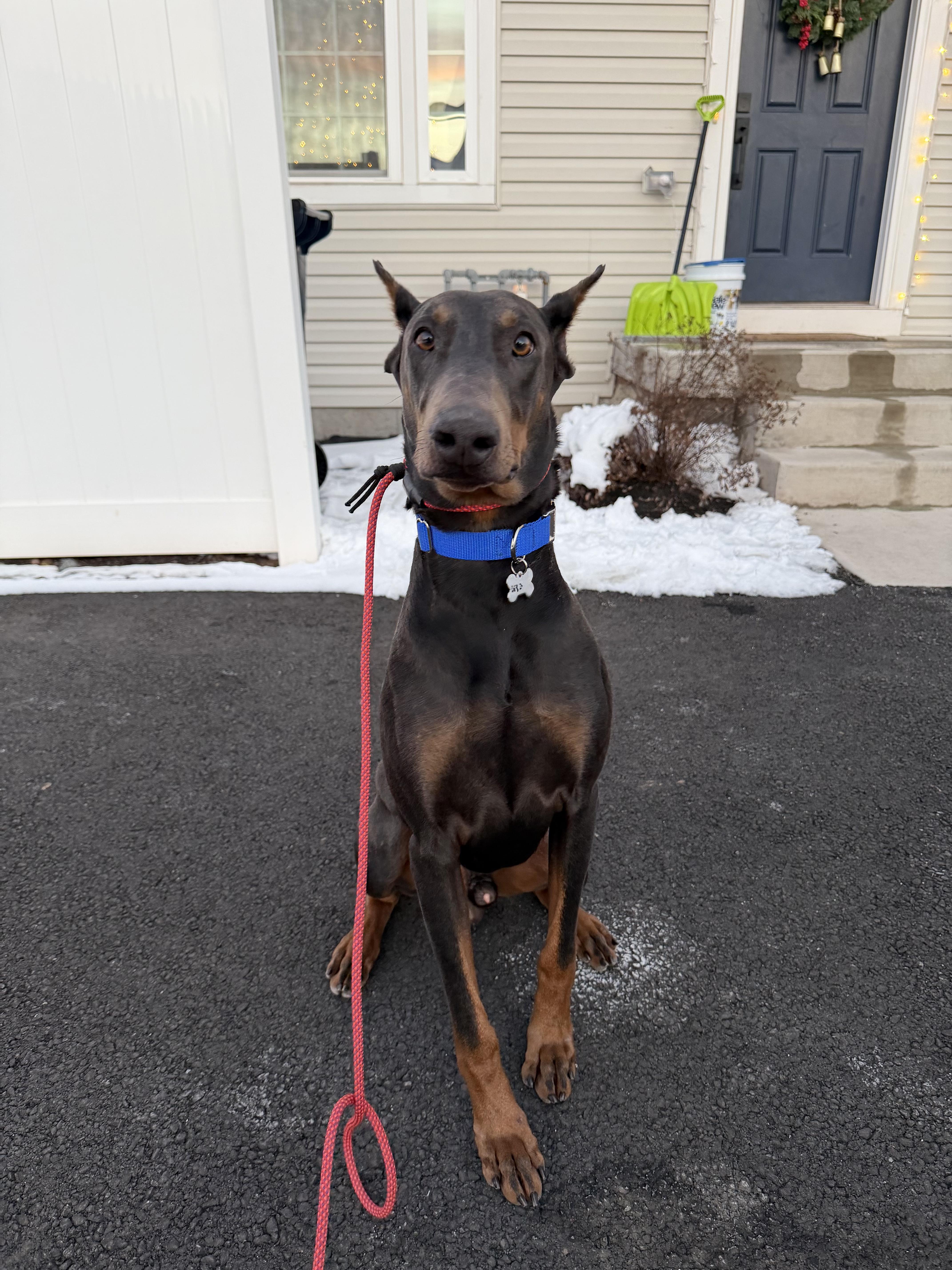 Enlarge Remi, a ADOPTABLE Doberman Pinscher in Medford, NJ image 3/5