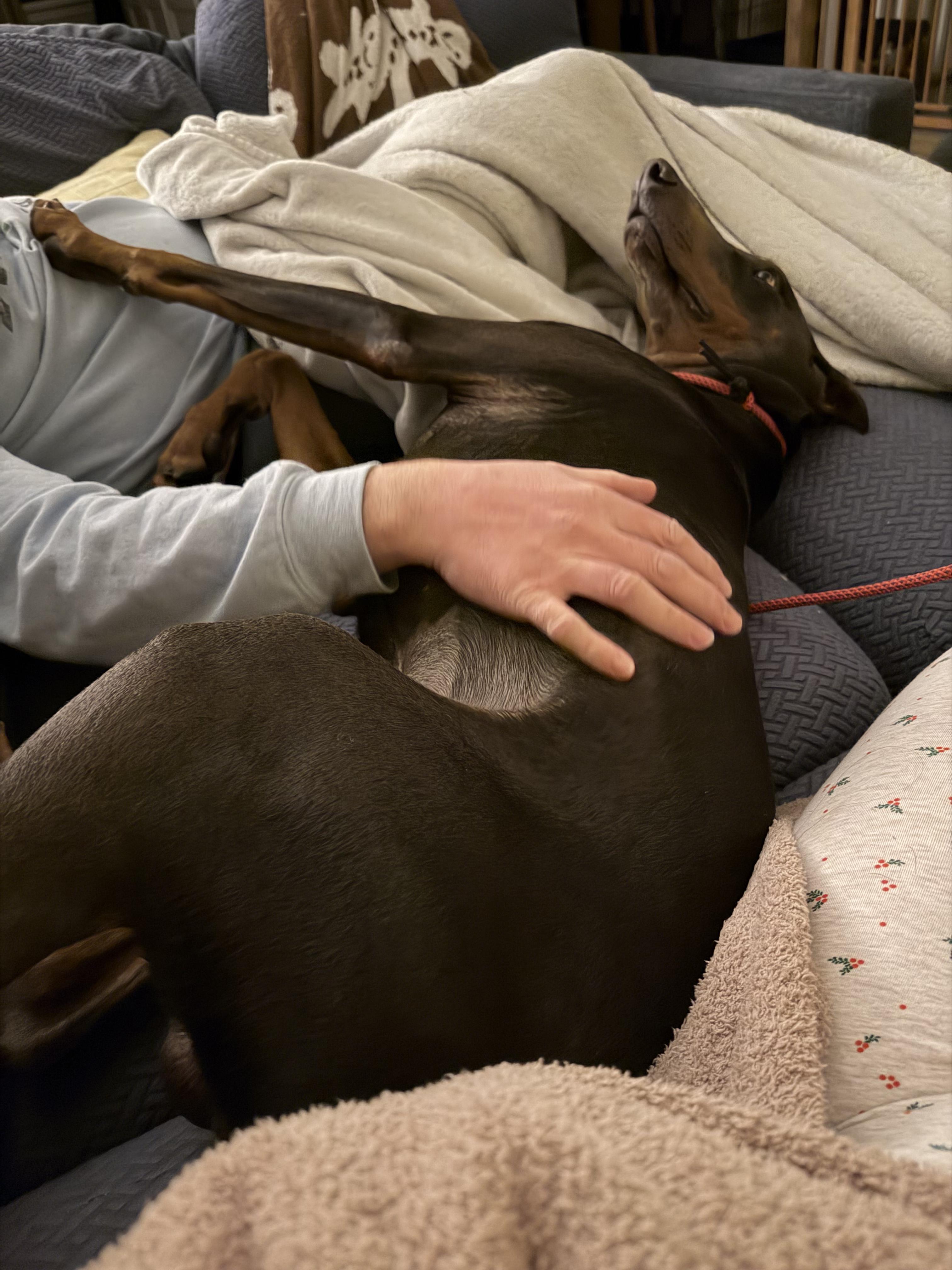 Enlarge Remi, a ADOPTABLE Doberman Pinscher in Medford, NJ image 2/5