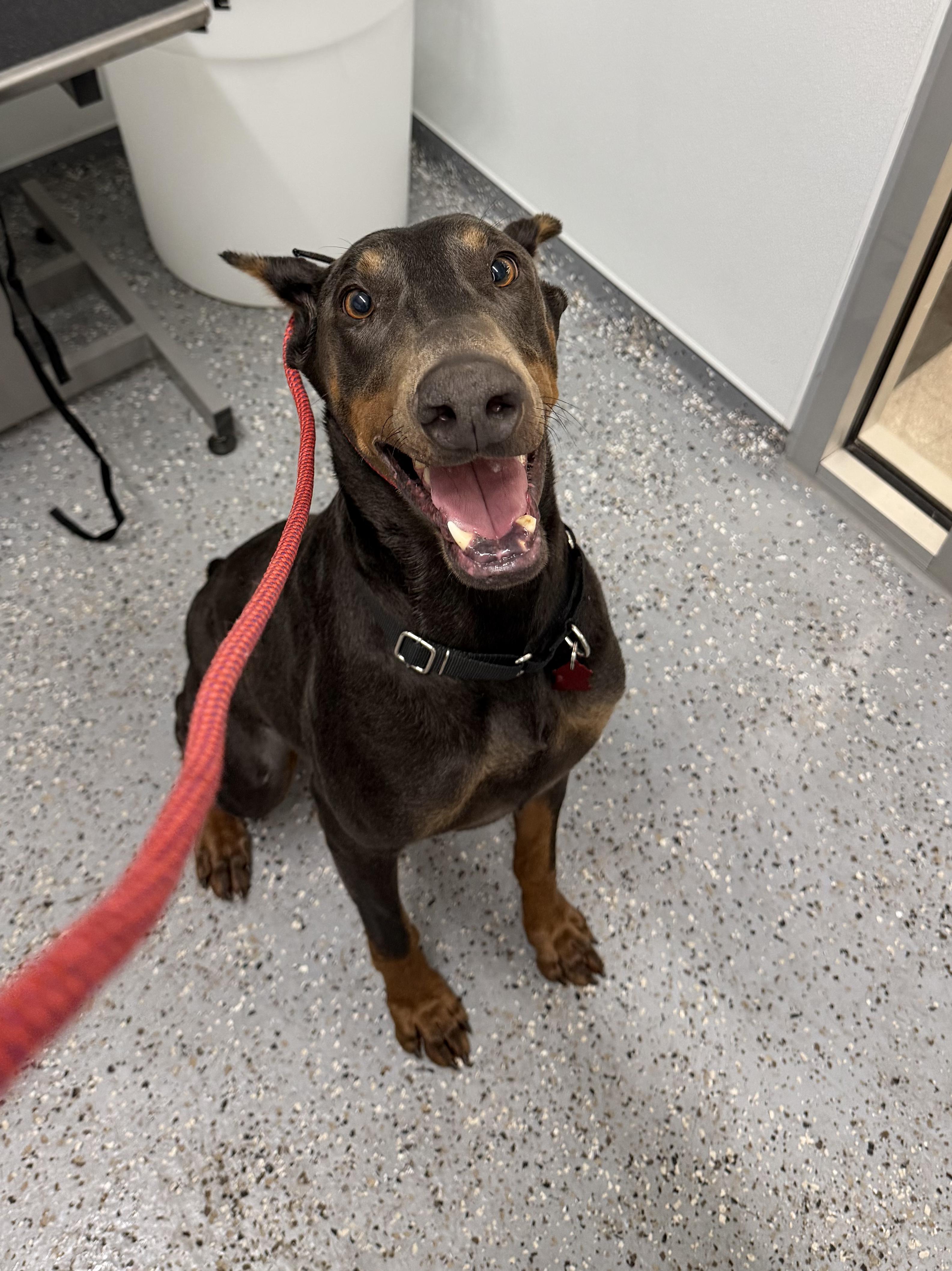 Remi, ADOPTABLE, Adult Male Doberman Pinscher.