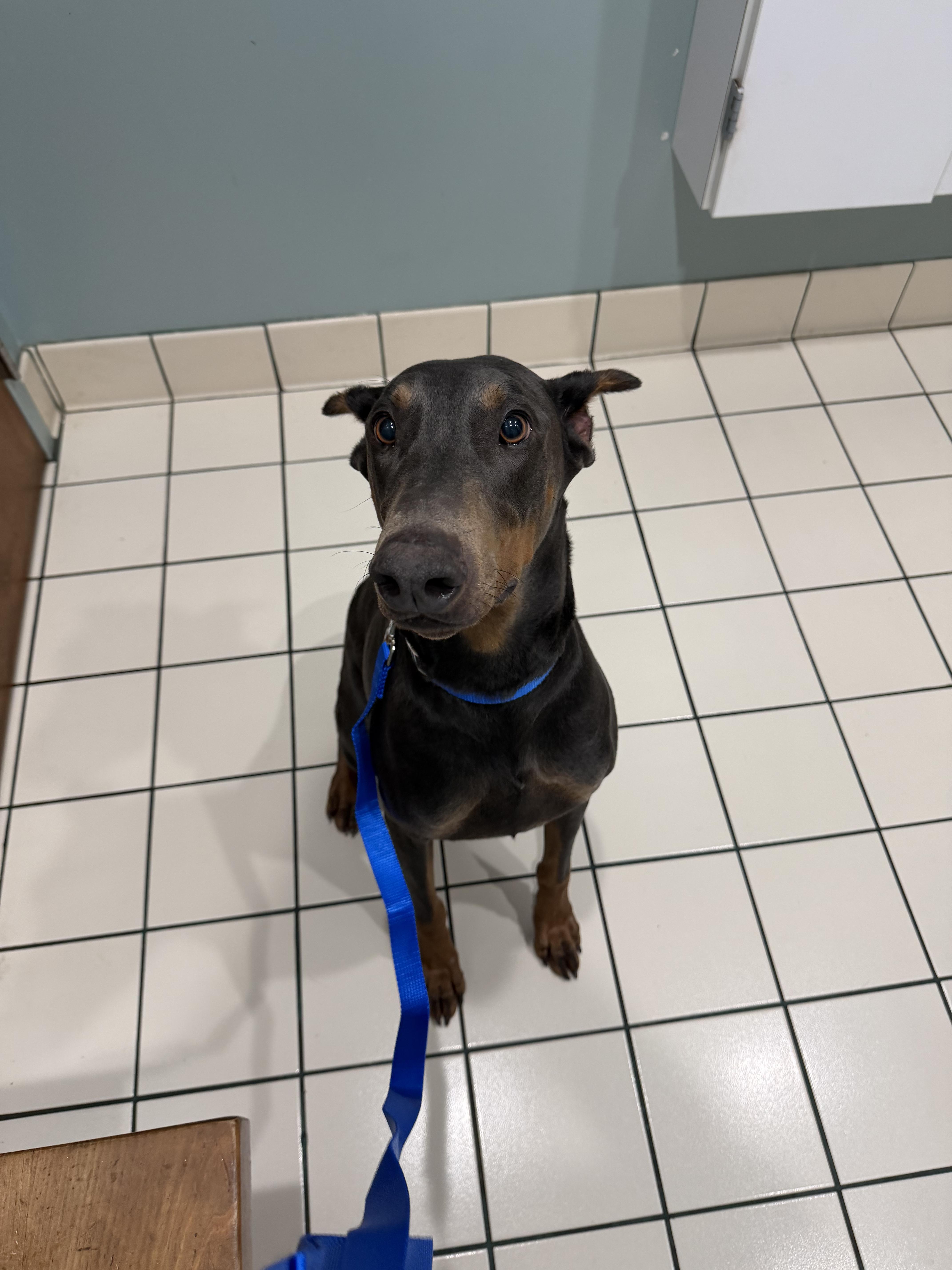 Enlarge Remi, a ADOPTABLE Doberman Pinscher in Medford, NJ image 5/5