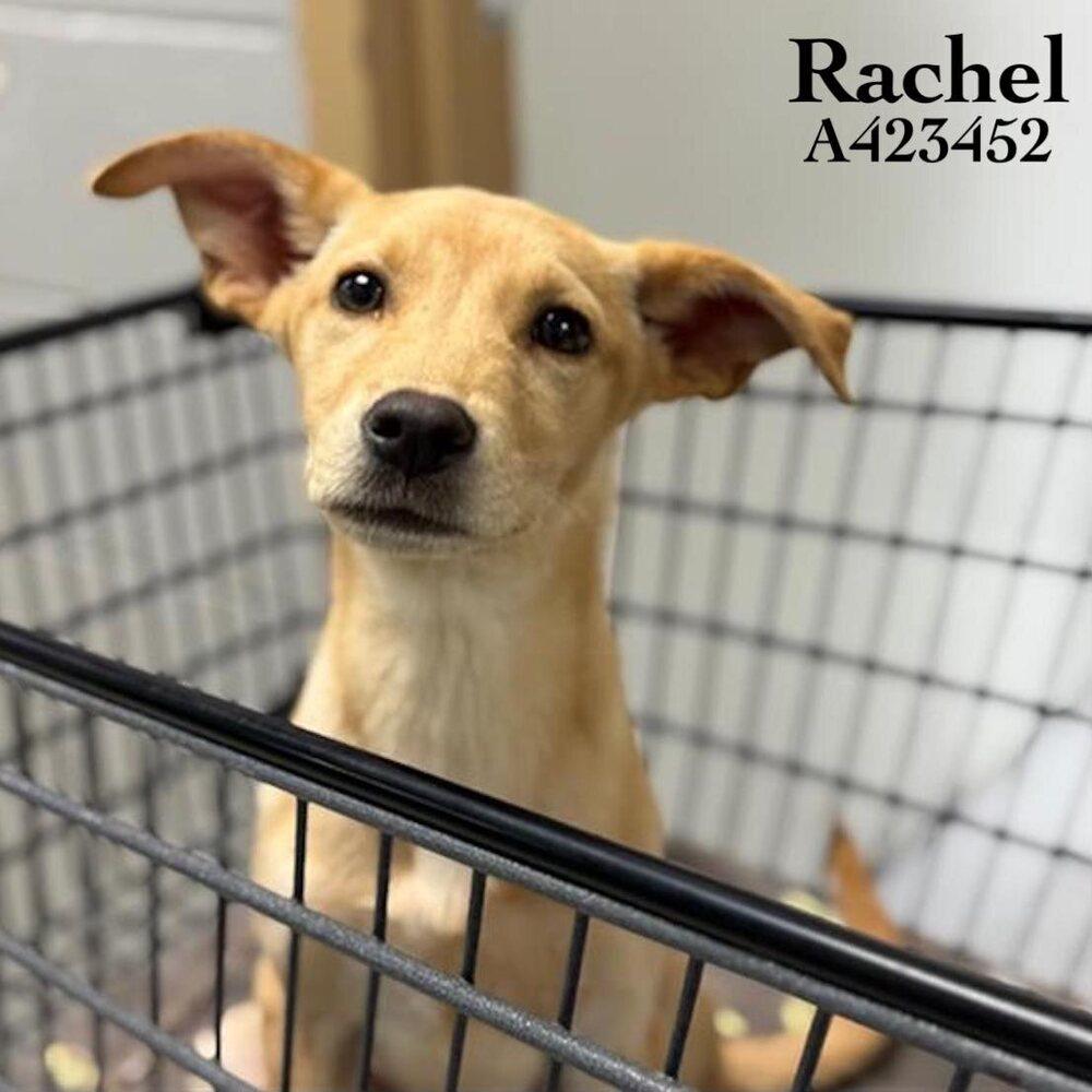 Enlarge Catenacci / Rachel, a Adoptable mixed breed in Broomfield, CO image 1/4