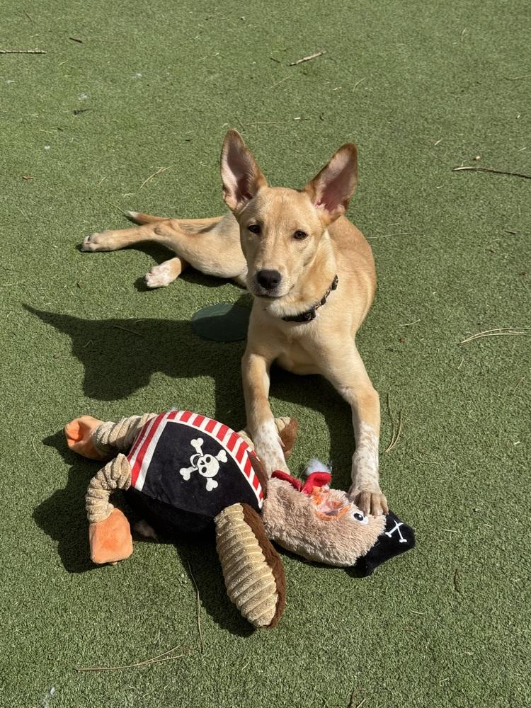 Enlarge Catenacci / Rachel, a Adoptable mixed breed in Broomfield, CO image 2/4
