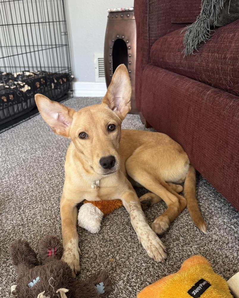 Enlarge Catenacci / Rachel, a Adoptable mixed breed in Broomfield, CO image 3/4