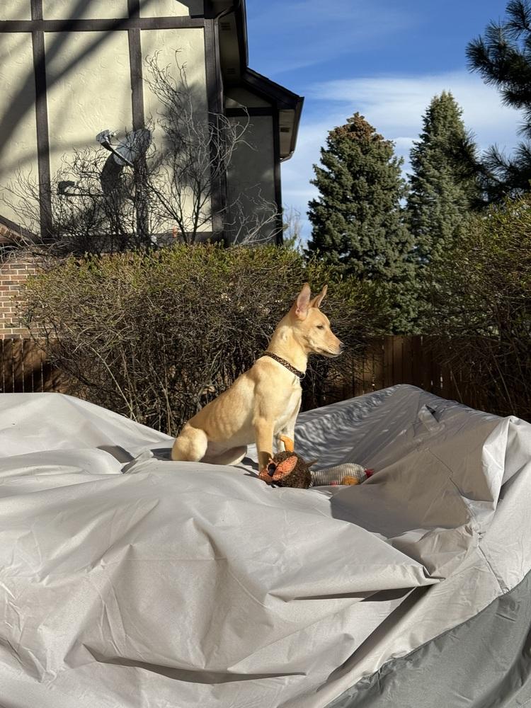 Enlarge Catenacci / Rachel, a Adoptable mixed breed in Broomfield, CO image 4/4
