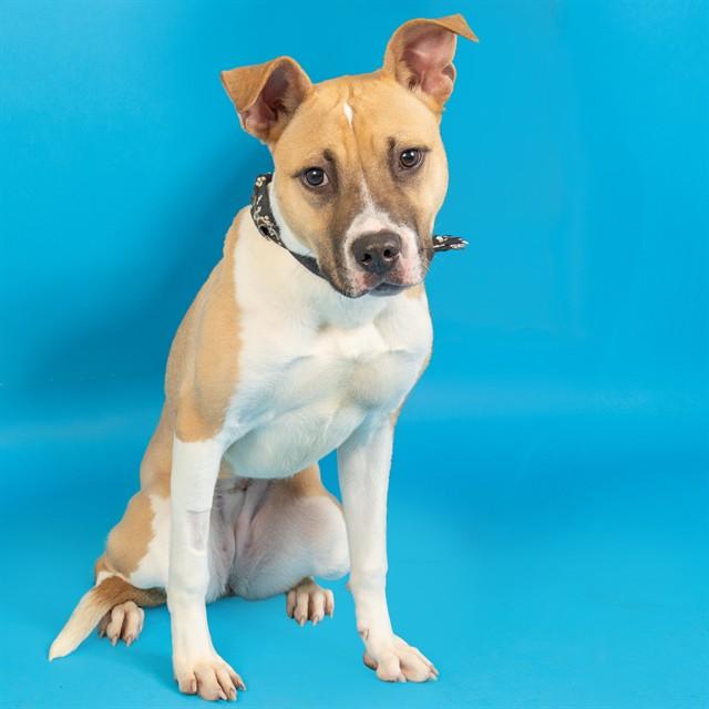 Enlarge EXPLOREMORE, a Adoptable mixed breed in Saint Louis, MO image 1/1