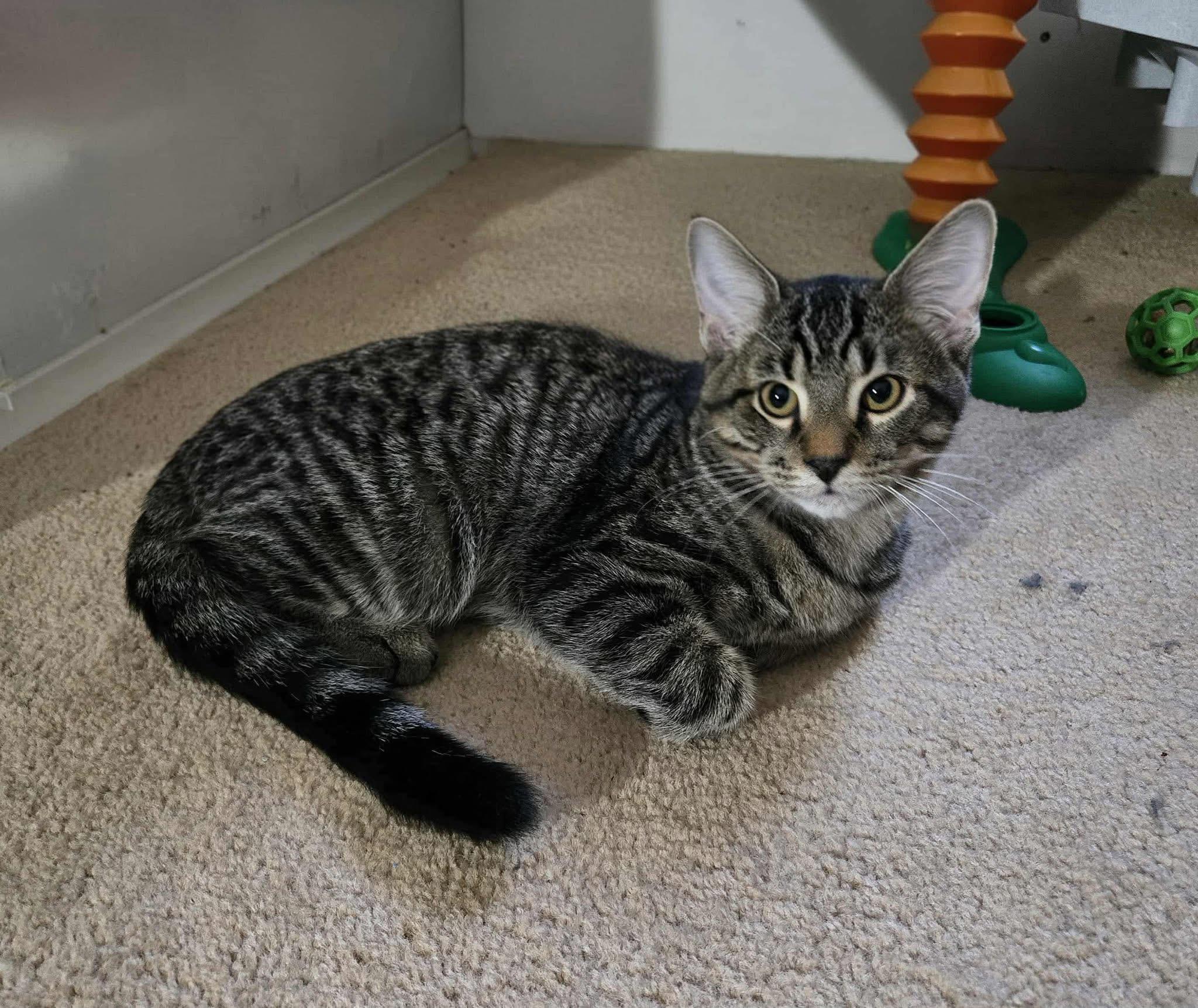 IZUMI, Adoptable, Kitten Male Tabby.