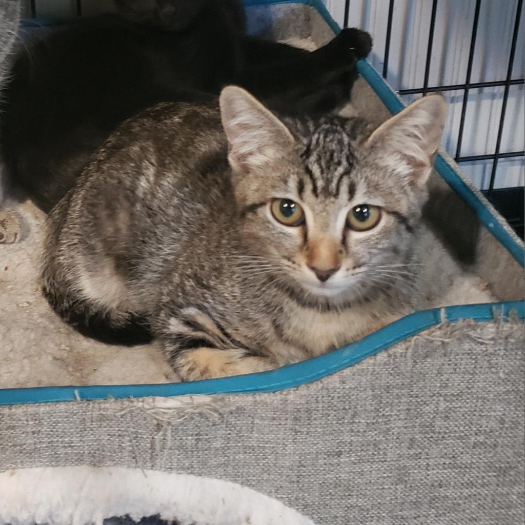 Enlarge Piper, a Adoptable Domestic Short Hair in Jacksonville, OR image 1/1