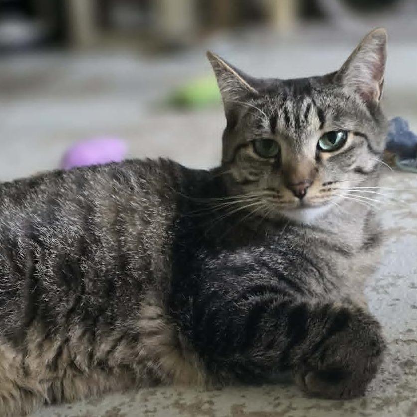 Enlarge Piper, a Adoptable Domestic Short Hair in Jacksonville, OR image 2/3